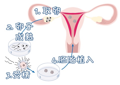 胚胎实验室主任